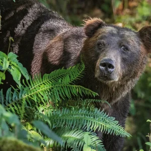 Explore Klahoose Wilderness Resort for 4 days with DERTOUR and discover unforgettable experiences - Photo 6