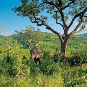 Explore South Africa A La Carte - Small Group Tour for 14 days with DERTOUR and discover unforgettable experiences - Photo 2