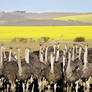 Explore Classic South Africa (from Cape Town/to Johannesburg) for 15 days with DERTOUR and discover unforgettable experiences - Photo 3