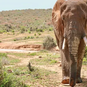 Explore Classic South Africa (from Cape Town/to Johannesburg) for 15 days with DERTOUR and discover unforgettable experiences - Photo 4