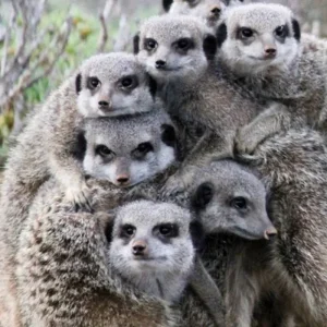 Explore Classic South Africa (from Cape Town/to Johannesburg) for 15 days with DERTOUR and discover unforgettable experiences - Photo 6