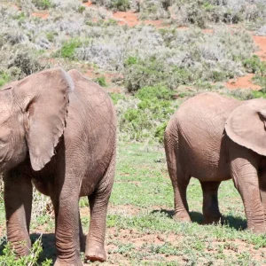 Explore Classic South Africa (from Cape Town/to Johannesburg) for 15 days with DERTOUR and discover unforgettable experiences - Photo 7