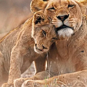 Explore Classic South Africa (from Cape Town/to Johannesburg) for 15 days with DERTOUR and discover unforgettable experiences - Photo 11