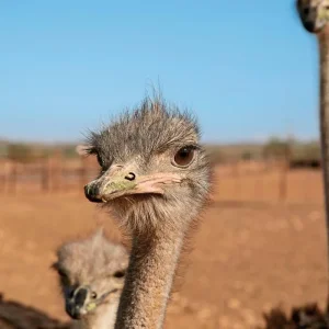 Explore Fascination Garden Route, Karoo and Addo for 12 days with DERTOUR and discover unforgettable experiences - Photo 6