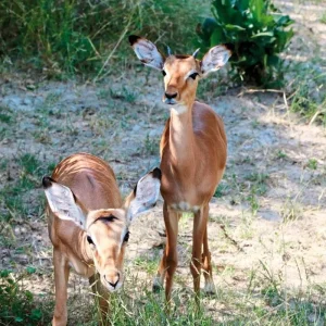 Explore Experience National Parks - Etosha to Victoria Falls for 10 days with DERTOUR and discover unforgettable experiences - Photo 2