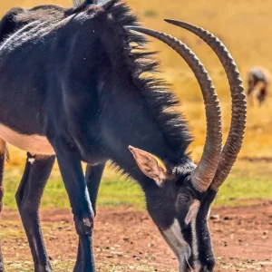 Explore Experience National Parks - Etosha to Victoria Falls for 10 days with DERTOUR and discover unforgettable experiences - Photo 5