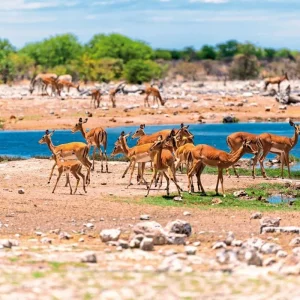 Explore Experience National Parks - Etosha to Victoria Falls for 10 days with DERTOUR and discover unforgettable experiences - Photo 6