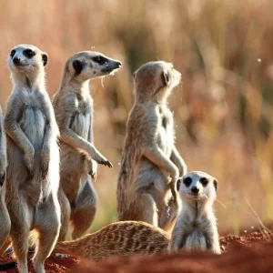 Explore Fascination Garden Route, Karoo and Addo for 12 days with DERTOUR and discover unforgettable experiences - Photo 11