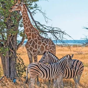 Explore Experience National Parks - Etosha to Victoria Falls for 10 days with DERTOUR and discover unforgettable experiences - Photo 8