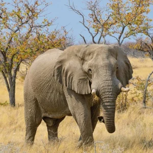 Explore Experience National Parks - Etosha to Victoria Falls for 10 days with DERTOUR and discover unforgettable experiences - Photo 9