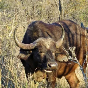 Explore Panorama South Africa for 5 days with DERTOUR and discover unforgettable experiences - Photo 11