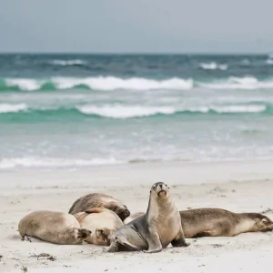 Explore Sea Dragon Kangaroo IsLand &amp; Fleurieu Peninsula for 4 days with DERTOUR and discover unforgettable experiences - Photo 3