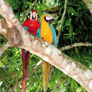 Explore The Mythical Green Amazon for 4 days with DERTOUR and discover unforgettable experiences - Photo 4