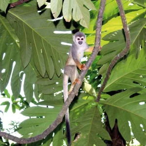 Explore The Mythical Green Amazon for 4 days with DERTOUR and discover unforgettable experiences - Photo 6