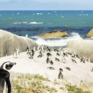 Explore Highlights around Cape Town for 6 days with DERTOUR and discover unforgettable experiences - Photo 9