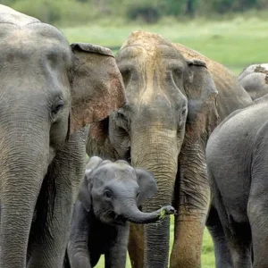 Explore Sri Lanka intensive for 10 days with DERTOUR and discover unforgettable experiences - Photo 2