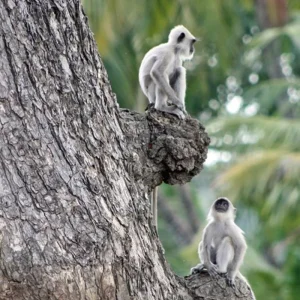 Explore Sri Lanka's cultural highlights and the highlands (group tour) for 6 days with DERTOUR and discover unforgettable experiences - Photo 2
