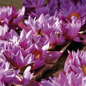 Explore Sri Lanka intensive for 10 days with DERTOUR and discover unforgettable experiences - Photo 7