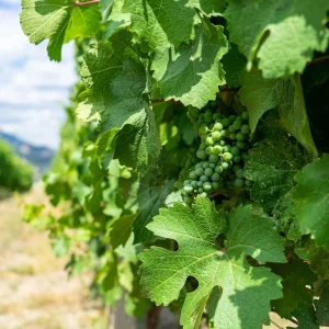 Explore Rockies & Vancouver Spring Premium Tour - 9 Días for 9 days with Discover Canada Tours and discover unforgettable experiences - Photo 4