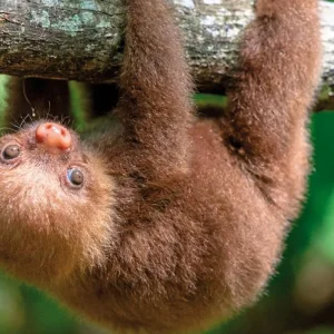 Explore Costa Rica - Active & Relaxing for 12 days with MEIERS WELTREISEN and discover unforgettable experiences - Photo 2