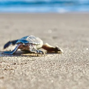 Explore Costa Rica - Active & Relaxing for 12 days with MEIERS WELTREISEN and discover unforgettable experiences - Photo 11