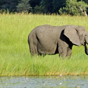 Explore Botswana Kaleidoscope for 11 days with DERTOUR and discover unforgettable experiences - Photo 3