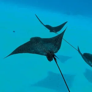 Explore Dream destination Polynesia for 12 days with DERTOUR and discover unforgettable experiences - Photo 2