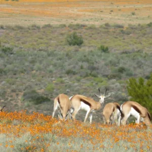 Explore Namaqualand Flower Tour for 8 days with Amatungulu Tour and discover unforgettable experiences - Photo 2
