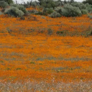 Explore Namaqualand Flower Tour for 8 days with Amatungulu Tour and discover unforgettable experiences - Photo 4