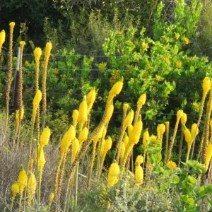 Explore Namaqualand Flower Tour for 8 days with Amatungulu Tour and discover unforgettable experiences - Photo 5