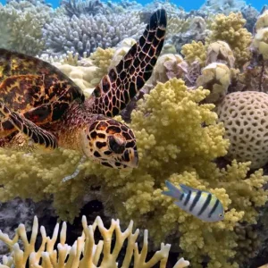 Explore Sydney, Uluru & Cairns Highlights for 10 days with Australia and New Zealand Travel Company and discover unforgettable experiences - Photo 3