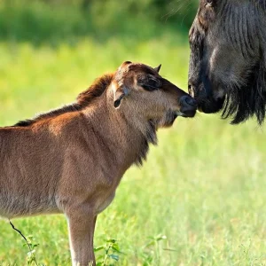 Explore From Arusha: 11 Days famous Serengeti Inside out safari for 11 days with Beach and Safari Holidays and discover unforgettable experiences - Photo 7