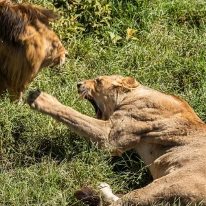 Explore From Arusha 8 days National Parks and Natural Marvels : Lake Natron/ Manyara, Pololeti Game Reserve, Serengeti Safari Trip for 8 days with Beach and Safari Holidays and discover unforgettable experiences - Photo 8