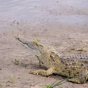 Explore From Zanzibar to Selous G.R : 4 Days Safari Trip Wonders: 2 Full Day Game Drive & 3 excursions for 4 days with Beach and Safari Holidays and discover unforgettable experiences - Photo 5