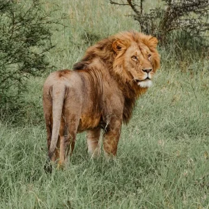 Explore From Arusha: 11 Days famous Serengeti Inside out safari for 11 days with Beach and Safari Holidays and discover unforgettable experiences - Photo 10