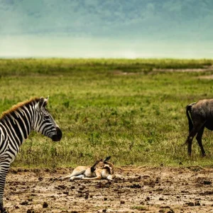 Explore From Zanzibar: 5 Days Safari & Lake Retreat All-Inclusive North National Park Safari for 5 days with Beach and Safari Holidays and discover unforgettable experiences - Photo 5