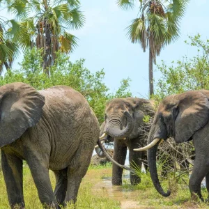 Explore From Zanzibar to Selous G.R : 4 Days Safari Trip Wonders: 2 Full Day Game Drive & 3 excursions for 4 days with Beach and Safari Holidays and discover unforgettable experiences - Photo 6