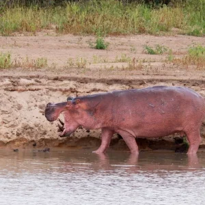 Explore From Zanzibar to Selous G.R: 5 days Wilderness Escape: 3 Full-Day Game Drive Safari and Excursions for 5 days with Beach and Safari Holidays and discover unforgettable experiences - Photo 6
