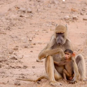 Explore From Zanzibar to Selous G.R: 5 days Wilderness Escape: 3 Full-Day Game Drive Safari and Excursions for 5 days with Beach and Safari Holidays and discover unforgettable experiences - Photo 8