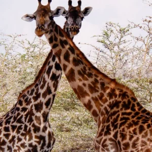 Explore From Zanzibar to Selous G.R : 4 Days Safari Trip Wonders: 2 Full Day Game Drive & 3 excursions for 4 days with Beach and Safari Holidays and discover unforgettable experiences - Photo 9