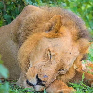 Explore From Zanzibar: Day Selous Game Reserve Safari with Lunch for 1 days with Beach and Safari Holidays and discover unforgettable experiences - Photo 9