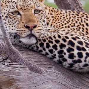 Explore From Zanzibar to Selous G.R: 5 days Wilderness Escape: 3 Full-Day Game Drive Safari and Excursions for 5 days with Beach and Safari Holidays and discover unforgettable experiences - Photo 11