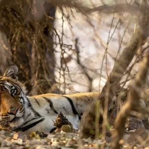 Explore Taj Mahal & Tigers - Golden Triangle India Tour with Ranthambore 7 Days for 7 days with Creative India Journey and discover unforgettable experiences - Photo 11
