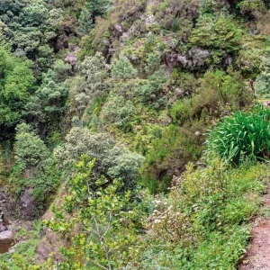 Explore Madeira individually - the Levada Trek for 8 days with DERTOUR and discover unforgettable experiences - Photo 2