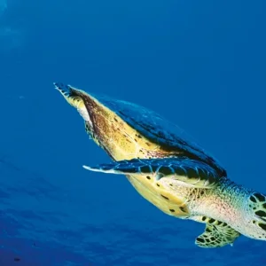 Explore French Polynesia at its most beautiful for 10 days with DERTOUR and discover unforgettable experiences - Photo 6