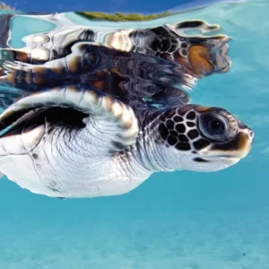 Explore French Polynesia at its most beautiful for 10 days with DERTOUR and discover unforgettable experiences - Photo 7