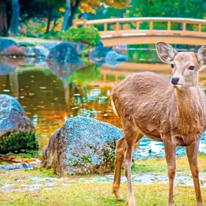 Explore Highlights of Japan (land program only) for 9 days with DERTOUR and discover unforgettable experiences - Photo 4