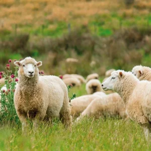 Explore Experience New Zealand by rail & road (30 destinations) for 18 days with DERTOUR and discover unforgettable experiences - Photo 6