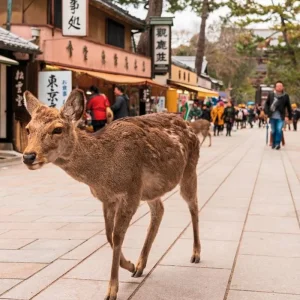 Explore Land of the Rising Sun (incl. flight) for 18 days with DERTOUR and discover unforgettable experiences - Photo 6