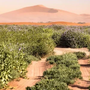 Explore Desert Majesty Luxury Tour - 9 Days for 9 days with Explore Adventures Morocco and discover unforgettable experiences - Photo 11